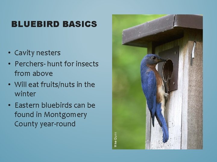 BLUEBIRD BASICS • Cavity nesters • Perchers- hunt for insects from above • Will