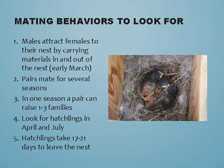 MATING BEHAVIORS TO LOOK FOR 1. Males attract females to their nest by carrying