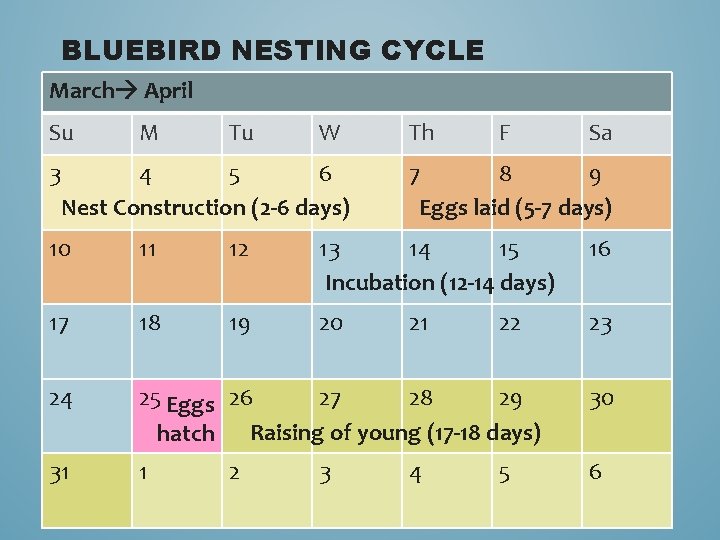 BLUEBIRD NESTING CYCLE March April Su 3 M Tu W 4 5 6 Nest