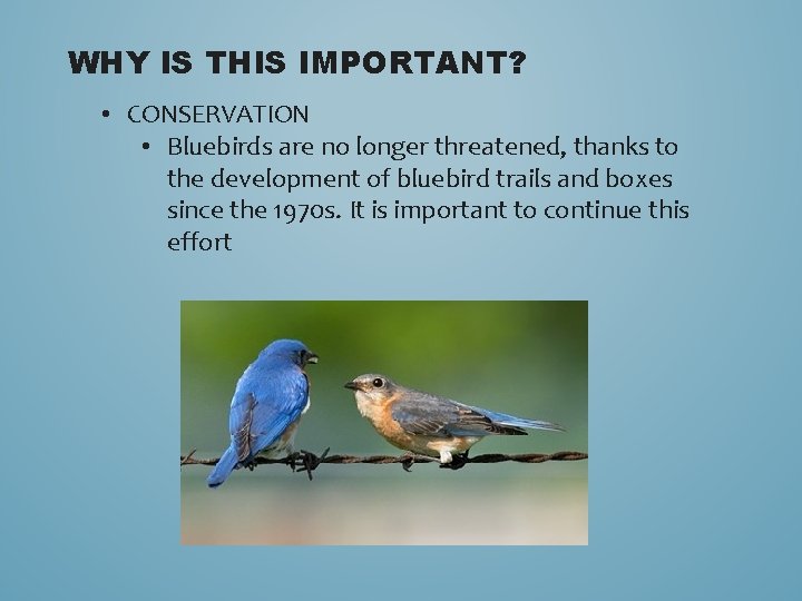 WHY IS THIS IMPORTANT? • CONSERVATION • Bluebirds are no longer threatened, thanks to