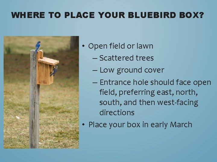 WHERE TO PLACE YOUR BLUEBIRD BOX? • Open field or lawn – Scattered trees