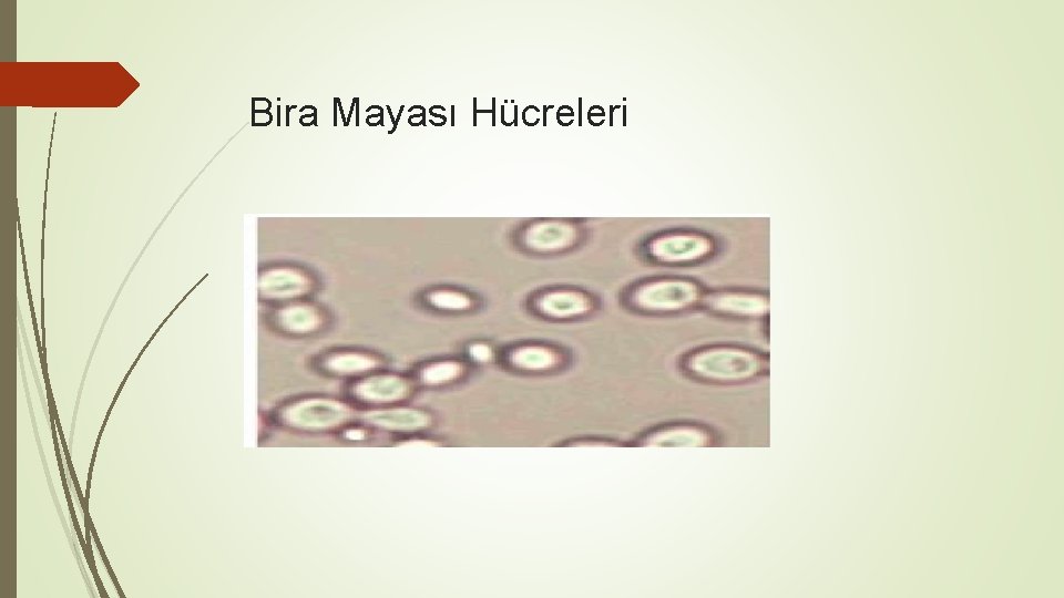 Bira Mayası Hücreleri 