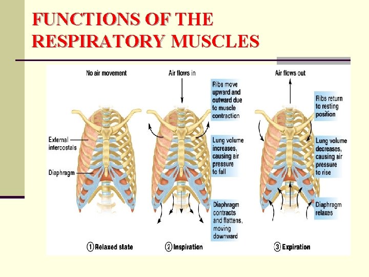 FUNCTIONS OF THE RESPIRATORY MUSCLES 
