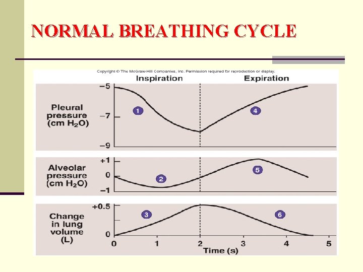 NORMAL BREATHING CYCLE 