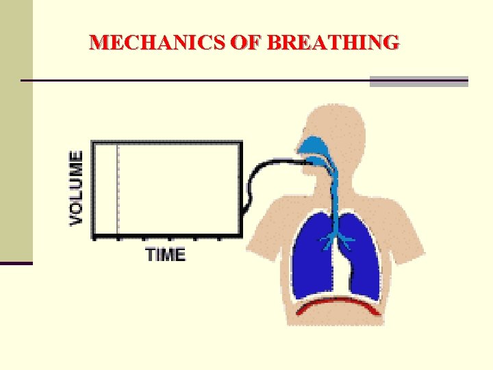 MECHANICS OF BREATHING 