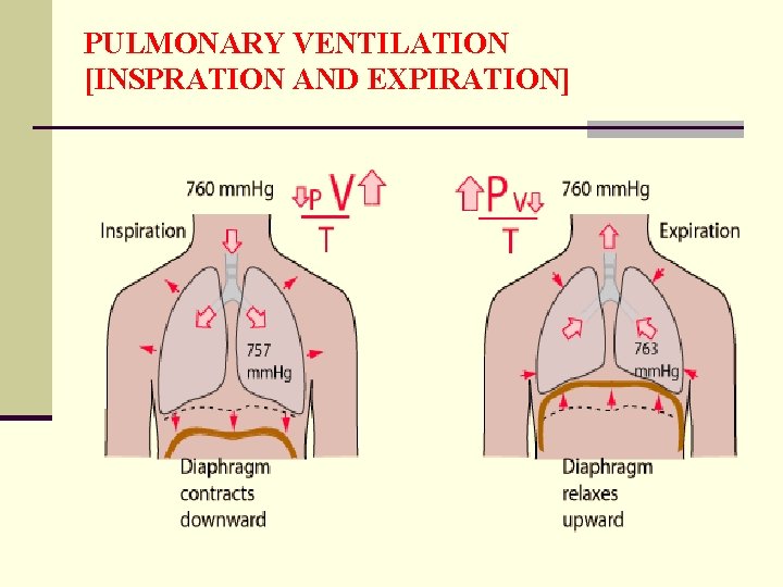 PULMONARY VENTILATION [INSPRATION AND EXPIRATION] 