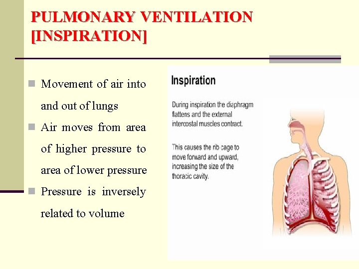 PULMONARY VENTILATION [INSPIRATION] n Movement of air into and out of lungs n Air