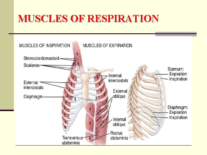 MUSCLES OF RESPIRATION 
