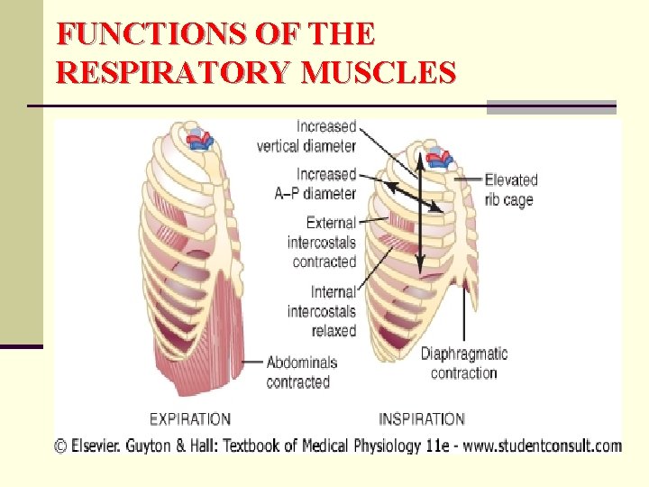 FUNCTIONS OF THE RESPIRATORY MUSCLES 