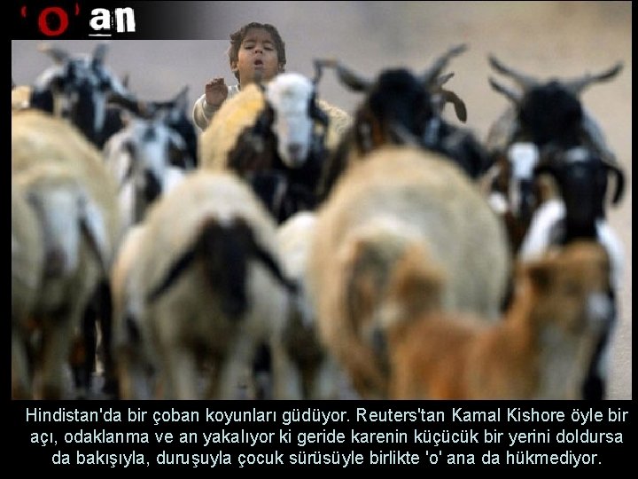 Hindistan'da bir çoban koyunları güdüyor. Reuters'tan Kamal Kishore öyle bir açı, odaklanma ve an