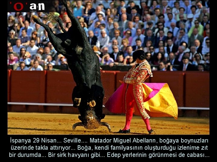 İspanya 29 Nisan. . . Seville. . Matador Miguel Abellann, boğaya boynuzları üzerinde takla