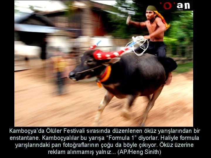 Kamboçya’da Ölüler Festivali sırasında düzenlenen öküz yarışlarından bir enstantane. Kamboçyalılar bu yarışa “Formula 1”