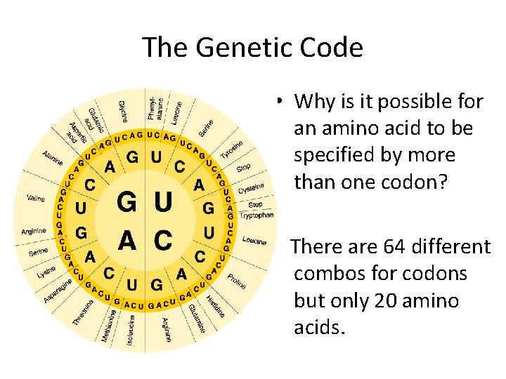 The Genetic Code • Why is it possible for an amino acid to be