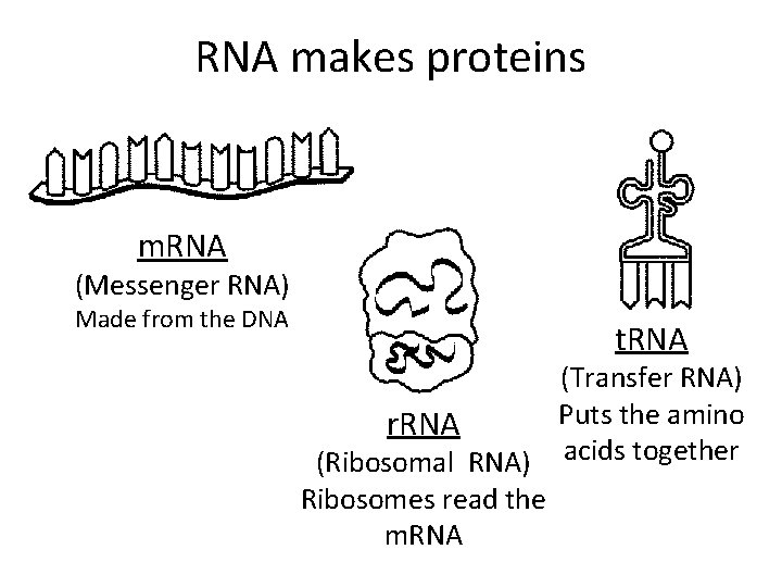 RNA makes proteins m. RNA (Messenger RNA) Made from the DNA t. RNA (Transfer