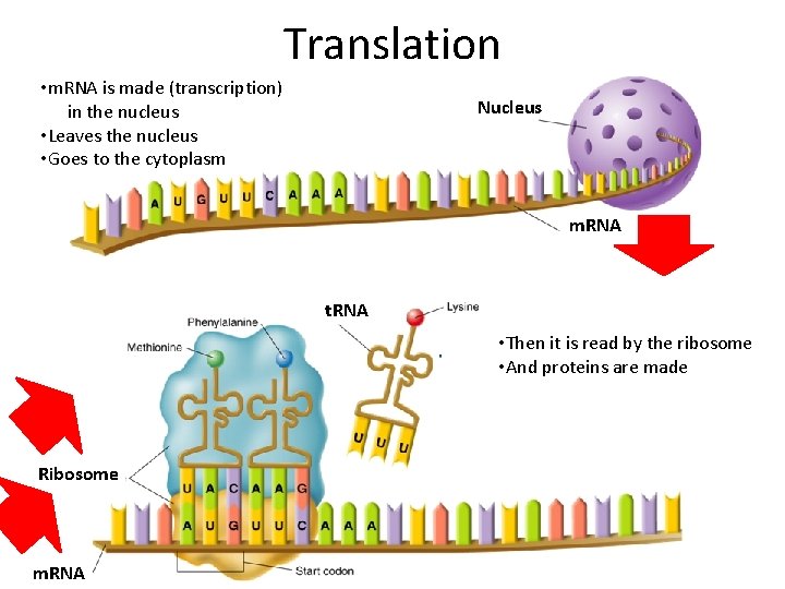 Translation • m. RNA is made (transcription) in the nucleus • Leaves the nucleus