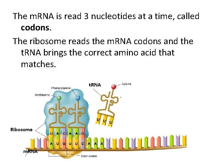 The m. RNA is read 3 nucleotides at a time, called codons. The ribosome