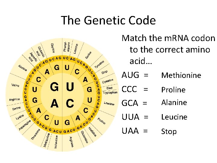 The Genetic Code Match the m. RNA codon to the correct amino acid… AUG
