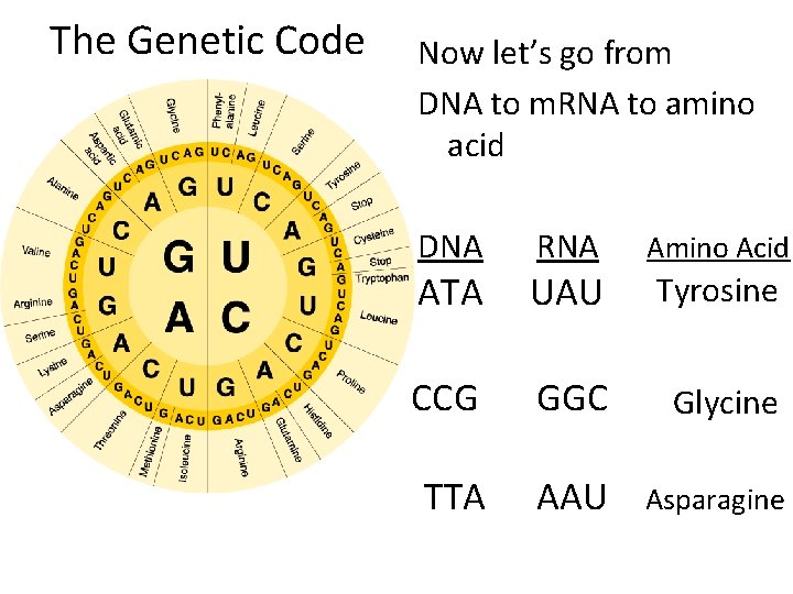 The Genetic Code Now let’s go from DNA to m. RNA to amino acid