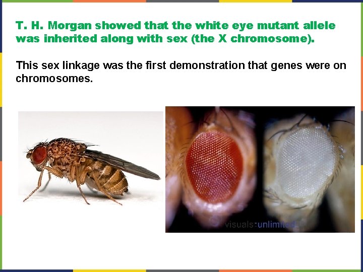 T. H. Morgan showed that the white eye mutant allele was inherited along with