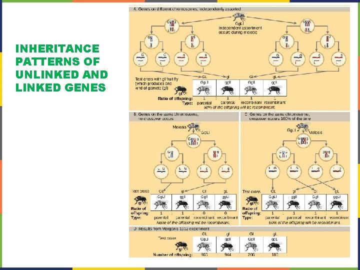 INHERITANCE PATTERNS OF UNLINKED AND LINKED GENES 