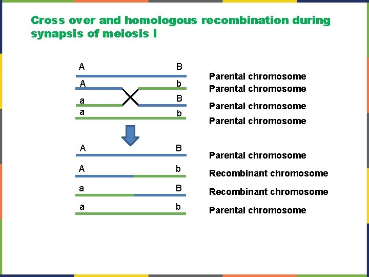 Cross over and homologous recombination during synapsis of meiosis I A B A b