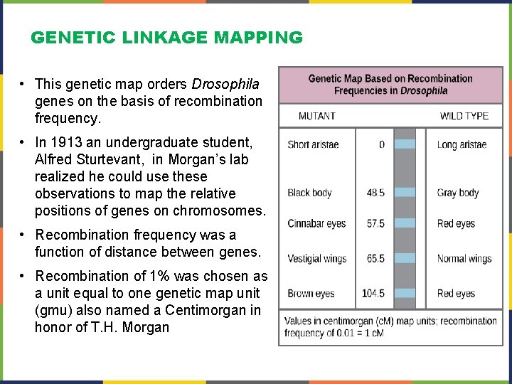 GENETIC LINKAGE MAPPING • This genetic map orders Drosophila genes on the basis of