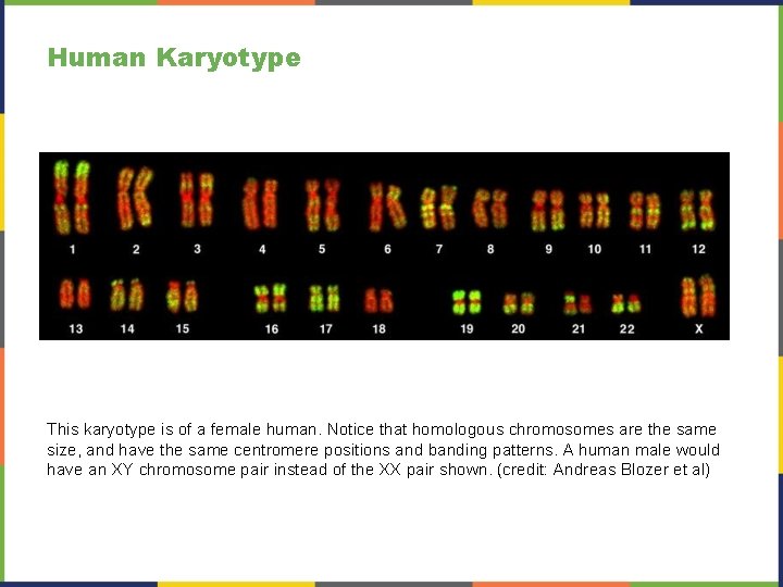 Human Karyotype This karyotype is of a female human. Notice that homologous chromosomes are