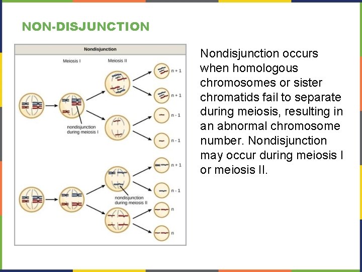 NON-DISJUNCTION Nondisjunction occurs when homologous chromosomes or sister chromatids fail to separate during meiosis,