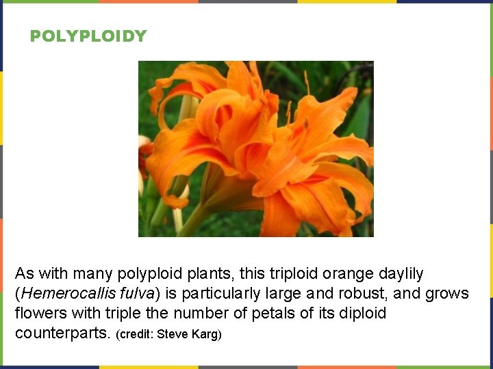 POLYPLOIDY As with many polyploid plants, this triploid orange daylily (Hemerocallis fulva) is particularly