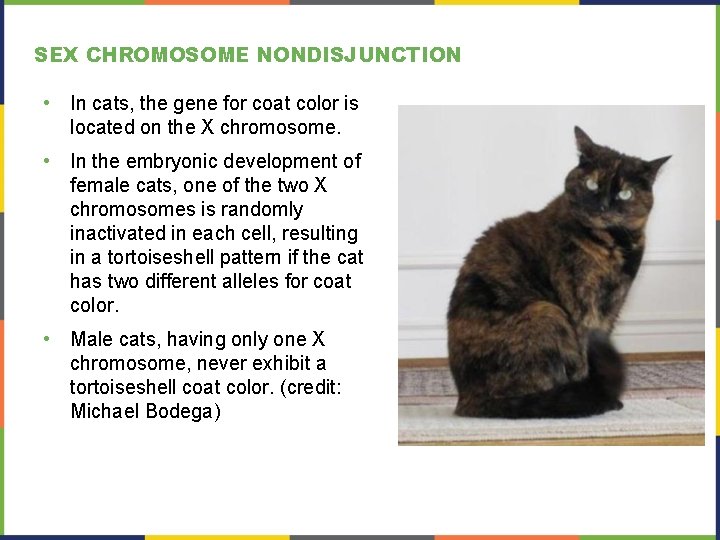 SEX CHROMOSOME NONDISJUNCTION • In cats, the gene for coat color is located on