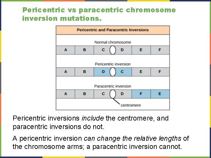 Pericentric vs paracentric chromosome inversion mutations. Pericentric inversions include the centromere, and paracentric inversions