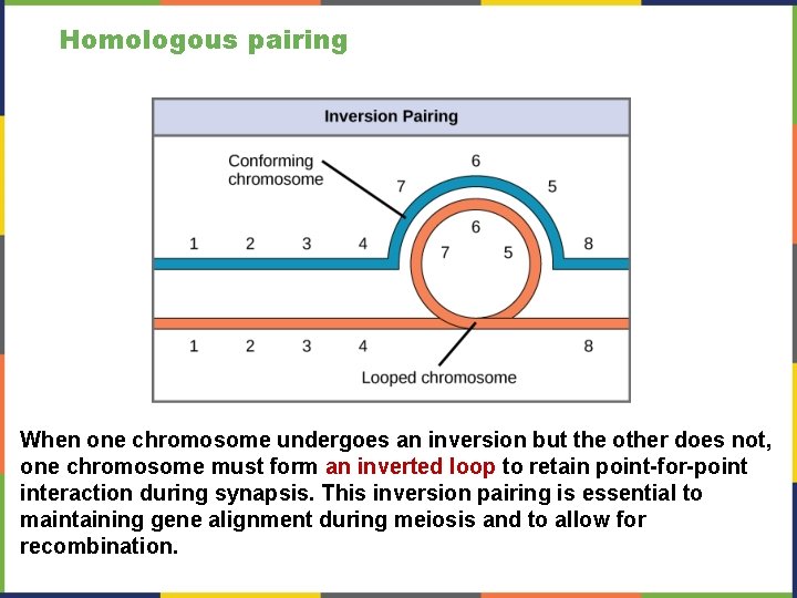 Homologous pairing When one chromosome undergoes an inversion but the other does not, one