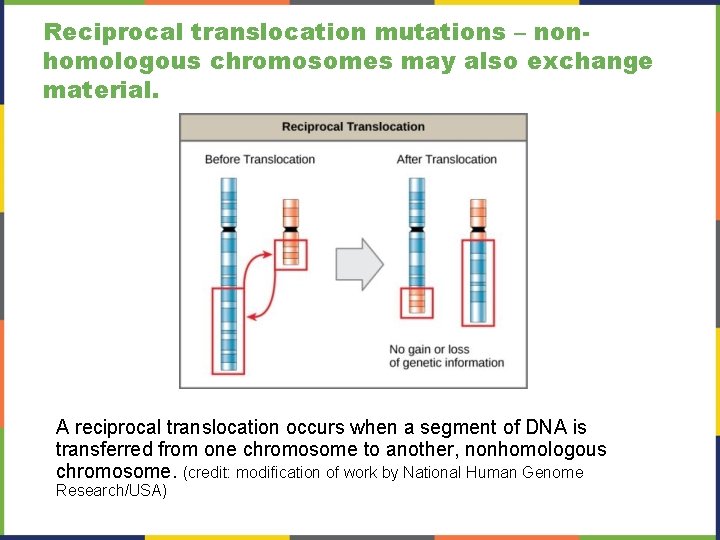 Reciprocal translocation mutations – nonhomologous chromosomes may also exchange material. A reciprocal translocation occurs