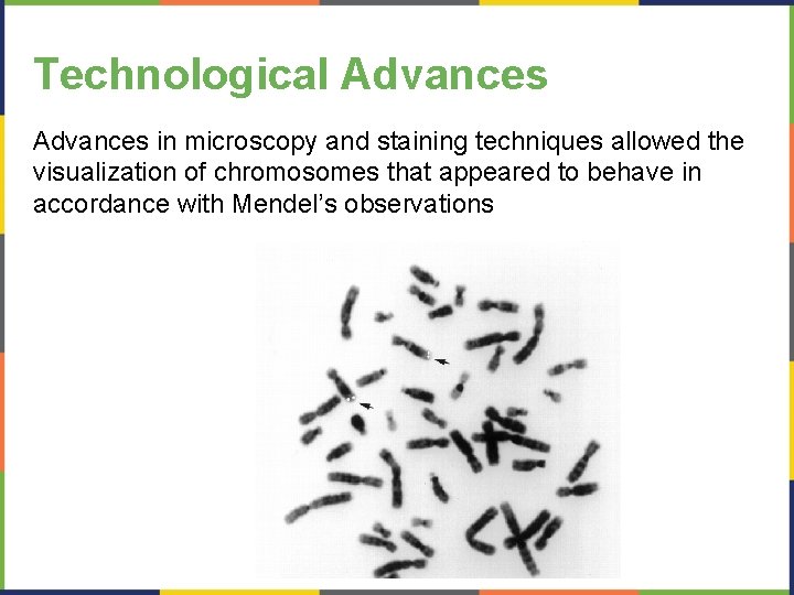Technological Advances in microscopy and staining techniques allowed the visualization of chromosomes that appeared
