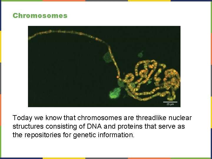 Chromosomes Today we know that chromosomes are threadlike nuclear structures consisting of DNA and
