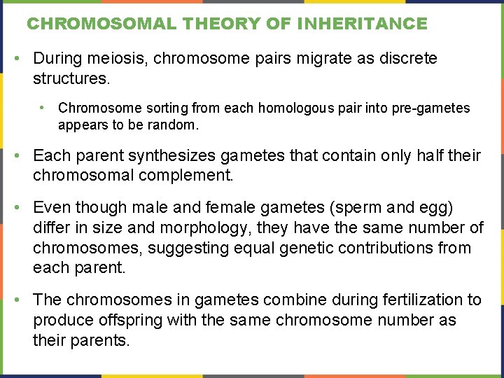 CHROMOSOMAL THEORY OF INHERITANCE • During meiosis, chromosome pairs migrate as discrete structures. •
