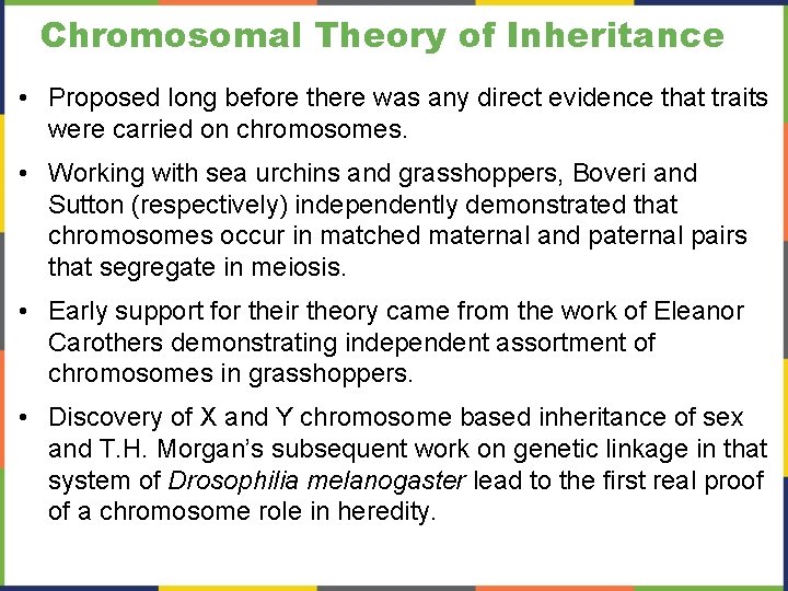 Chromosomal Theory of Inheritance • Proposed long before there was any direct evidence that