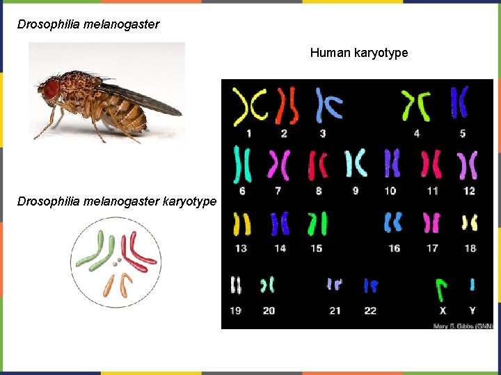 Drosophilia melanogaster Human karyotype Drosophilia melanogaster karyotype 