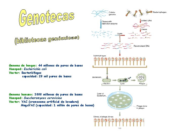 Genoma de hongos: 44 millones de pares de bases Huesped: Escherichia coli Vector: Bacteriófagos