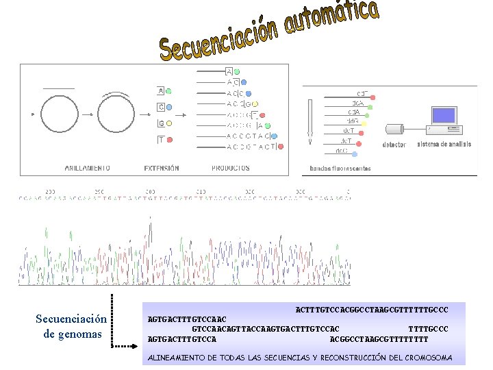 Secuenciación de genomas ACTTTGTCCACGGCCTAAGCGTTTTTTGCCC AGTGACTTTGTCCAACAGTTACCAAGTGACTTTGTCCAC TTTTGCCC AGTGACTTTGTCCA ACGGCCTAAGCGTTTT ALINEAMIENTO DE TODAS LAS SECUENCIAS Y
