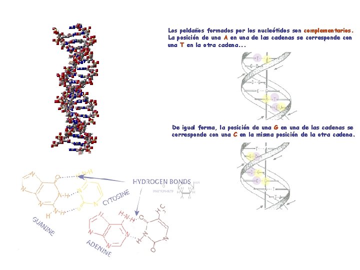 Unidad básica: nucleótido Los peldaños formados por los nucleótidos son complementarios. La posición de