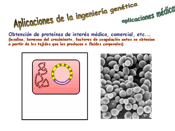 Obtención de proteínas de interés médico, comercial, etc. . . (insulina, hormona del crecimiento,