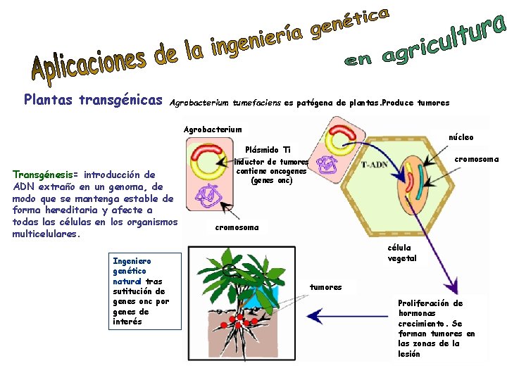 Plantas transgénicas Agrobacterium tumefaciens es patógena de plantas. Produce tumores Agrobacterium núcleo Plásmido Ti