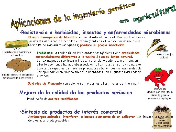  • Resistencia a herbicidas, insectos y enfermedades microbianas El maíz transgénico de Novartis