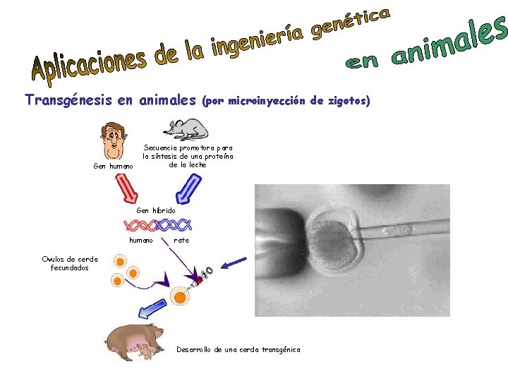 Transgénesis en animales Gen humano (por microinyección de zigotos) Secuencia promotora para la síntesis