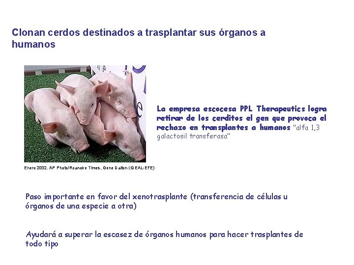 Clonan cerdos destinados a trasplantar sus órganos a humanos La empresa escocesa PPL Therapeutics