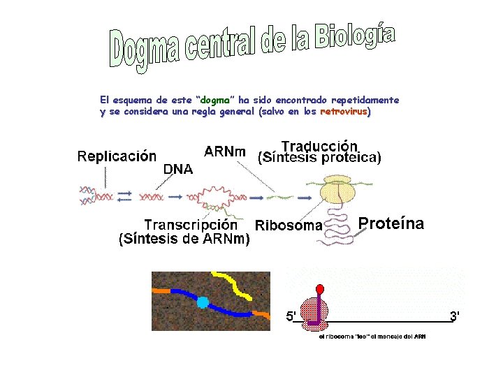 El esquema de este “dogma” ha sido encontrado repetidamente y se considera una regla