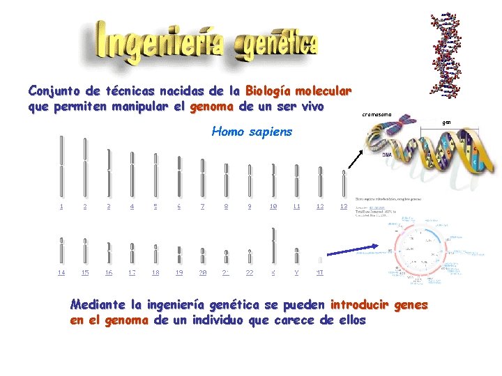 Conjunto de técnicas nacidas de la Biología molecular que permiten manipular el genoma de