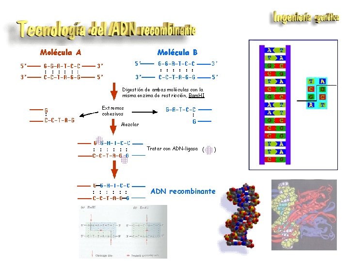 Molécula A Molécula B Digestión de ambas moléculas con la misma enzima de restricción,