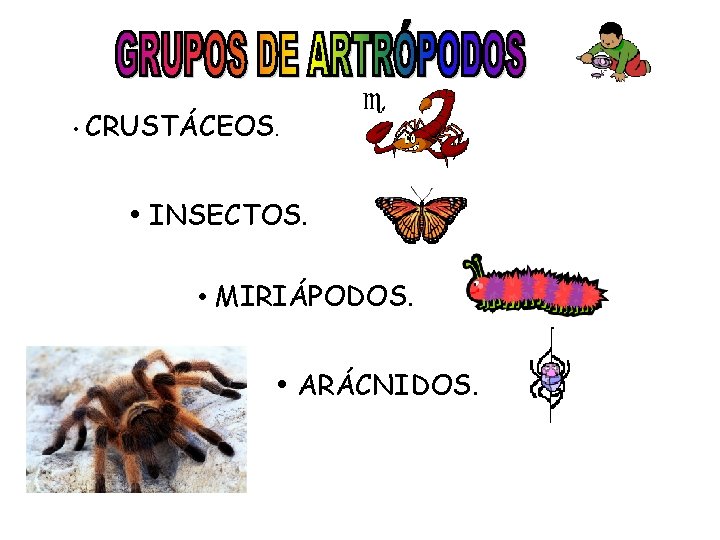  • CRUSTÁCEOS. • INSECTOS. • MIRIÁPODOS. • ARÁCNIDOS. 